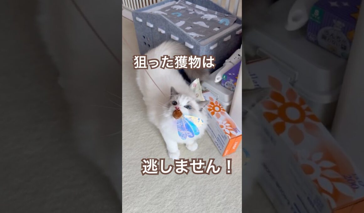 ハンターあんず😽狙った獲物は逃しません😉💕#ラグドール #猫好きさんと繋がりたい #猫のいる暮らし #ねこ動画