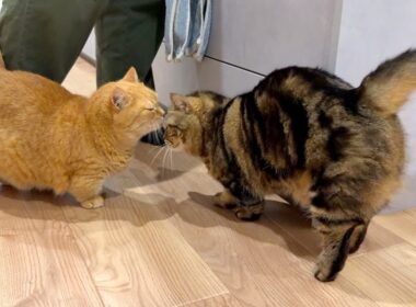 甘えん坊の兄貴の背中を見て学ぶ弟猫