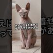 猫 雑学 Ι 毛がないスフィンクス猫、その正体とは