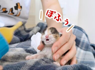 小さくて儚い子猫がミルクを飲む姿がもう言葉にならないくらいかわいい【保護猫生活5日目】