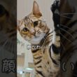 同じ家で育ったとは思えない。｜トイガー&ラグドール　#トイガー #ラグドール #catshorts　#猫のいる暮らし #catfunny #大型猫
