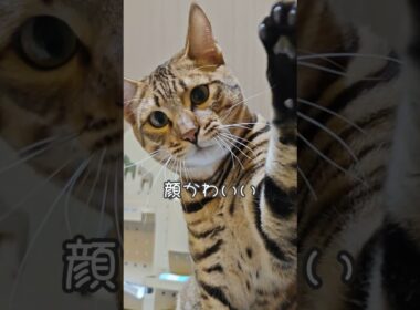 同じ家で育ったとは思えない。｜トイガー&ラグドール　#トイガー #ラグドール #catshorts　#猫のいる暮らし #catfunny #大型猫