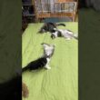 子猫さん達のお遊び#ノルウェージャンフォレストキャット #norwegianforestcat