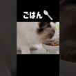 一生懸命😺🥄 #shorts #子猫 #猫 #ラグドール #甘えん坊猫 #猫のいる暮らし