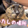 久々にパパの膝の上で甘えるモモっち！