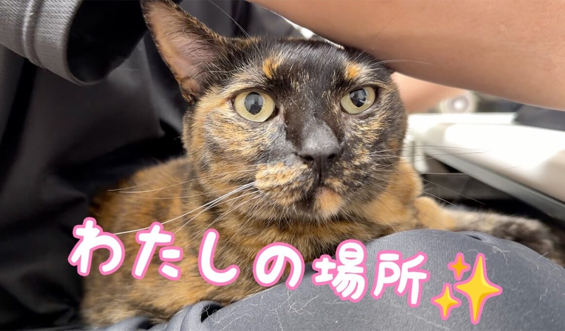 久々にパパの膝の上で甘えるモモっち！