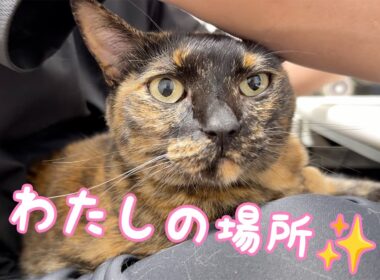 久々にパパの膝の上で甘えるモモっち！