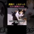 行き場をなくして駅にきた猫の家族、駅員さんが出した答え