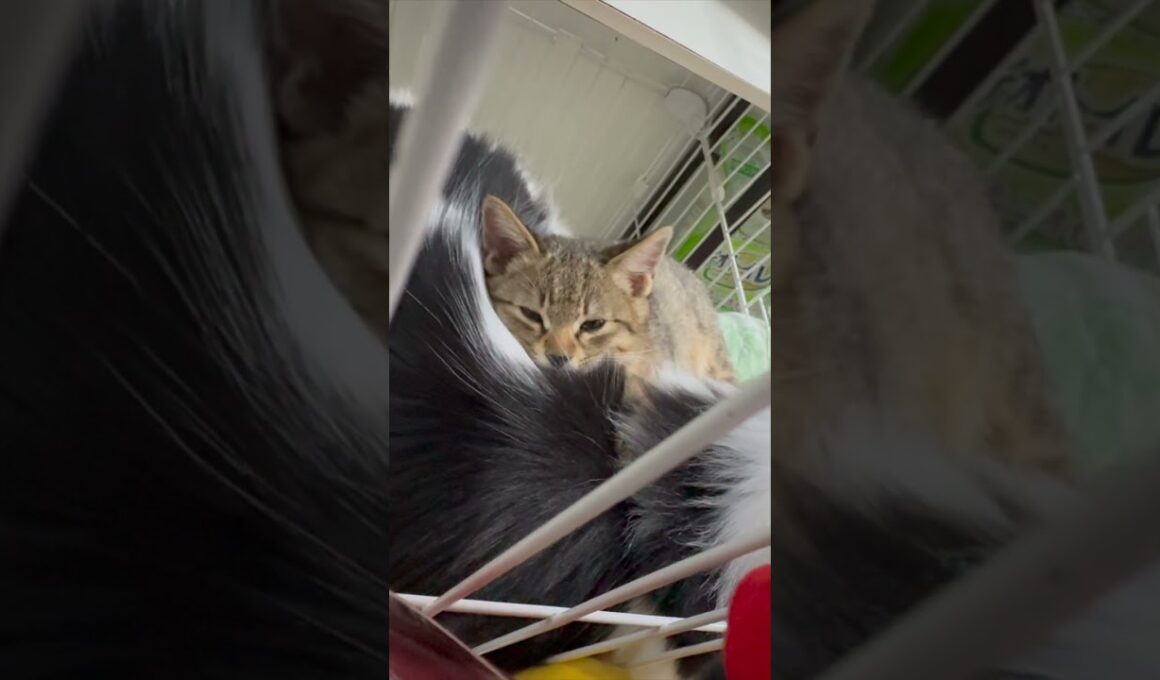 【お兄ちゃんはもこもこ】#むぎほ #ひーくん #子猫 #保護猫