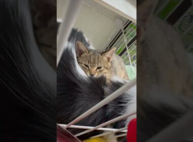【お兄ちゃんはもこもこ】#むぎほ #ひーくん #子猫 #保護猫