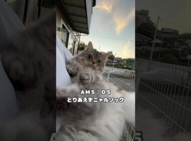 わがままマンチカンのモーニングルーティンw   #猫 #猫のいる暮らし #マンチカン