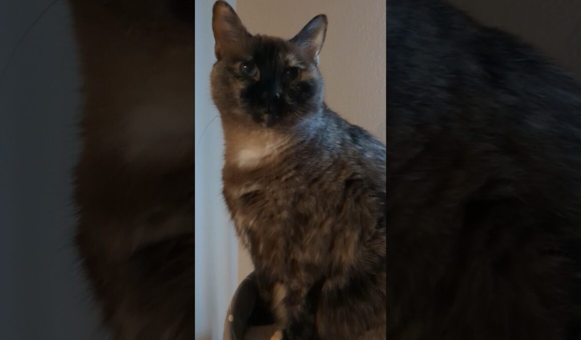 Please listen, this is important... #cat #katze #gato #siamese #tortoiseshellcat
