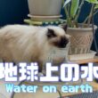 バーマン猫ガブ【地球上の水】Water on earth（バーマン猫）Birman/Cat
