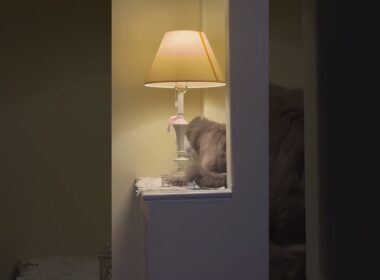どこにいる #ねこ動画 #アメリカンカール
