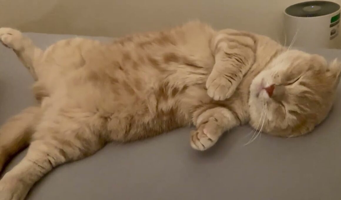 無防備な猫。【短足マンチカンよちひこ】#shorts #cat #猫 #睡眠 #マンチカン