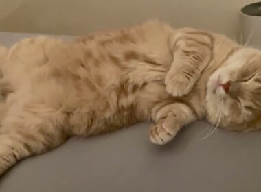 無防備な猫。【短足マンチカンよちひこ】#shorts #cat #猫 #睡眠 #マンチカン
