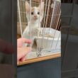 保護した子猫、急変もなく24時間の壁を超えました　#子猫 #保護猫 #猫 #元気