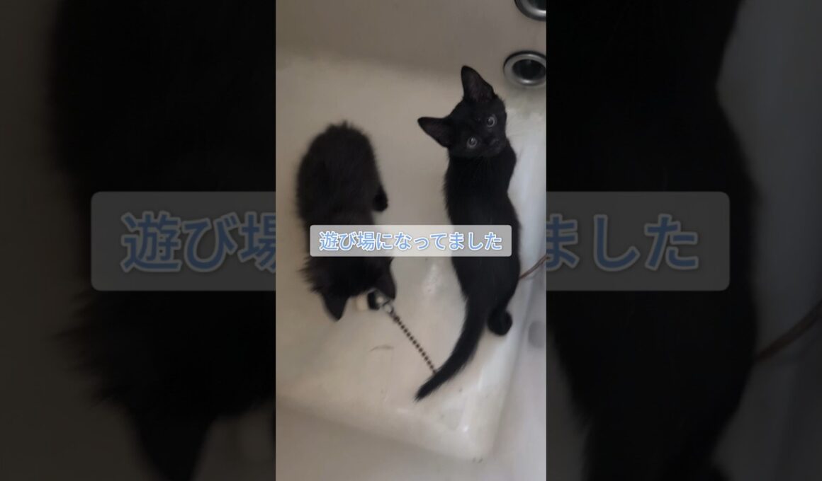 風呂場だって遊び場