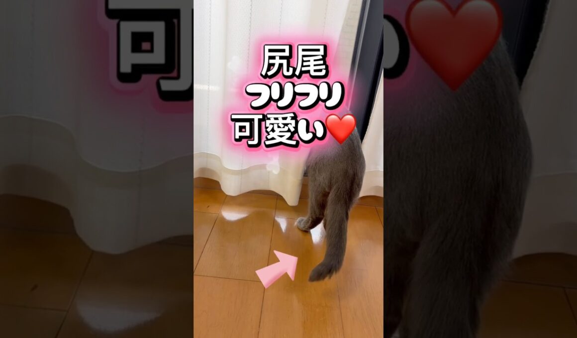 絶対に失敗しないニャルソックの教え❤️ #猫 #ロシアンブルー #catshorts #shorts