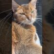 梅雨の合間の、貴重な日差し🐱☀️ #猫動画 #cats #猫のいる暮らし