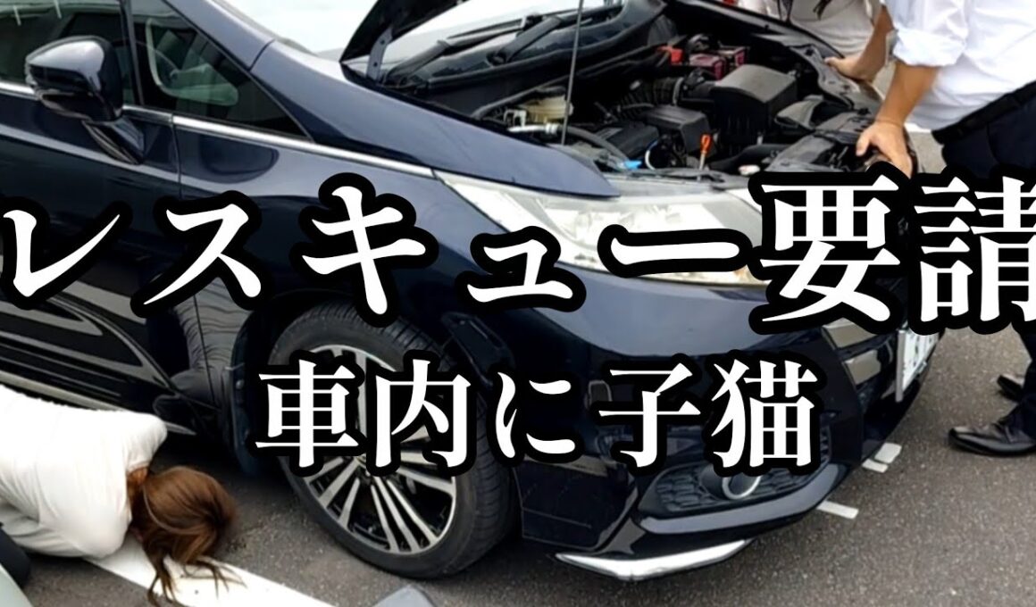 【子猫保護】車内からの鳴き声で、営業中にレスキュー要請