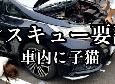 【子猫保護】車内からの鳴き声で、営業中にレスキュー要請