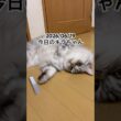 2026/06/19今日のキラちゃん #猫 #ラガマフィン #cat #猫のいる暮らし