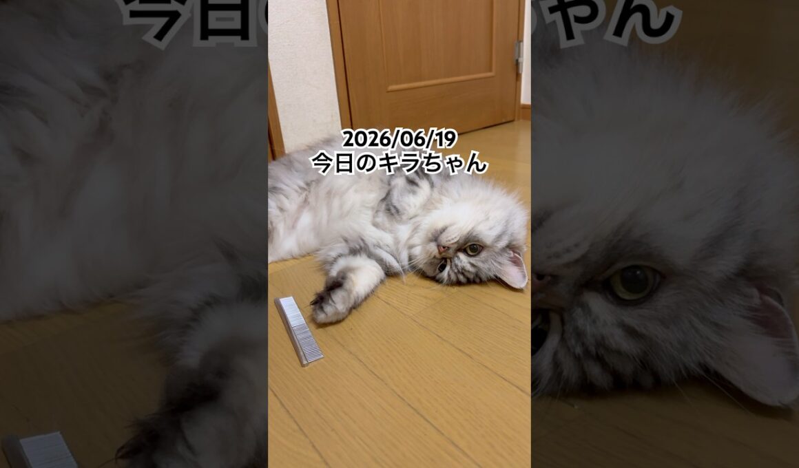 2026/06/19今日のキラちゃん #猫 #ラガマフィン #cat #猫のいる暮らし