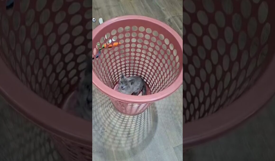 Cat Funny Moments 😁 😂 🐈 #cat #funny #like #pets #kitten #13million #cute #funnycute #aww #shorts