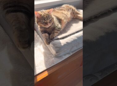 【また光合成】グラドルみたいなポーズしてるやん…