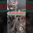 牛舎で産まれた四兄妹、卒業です！＃shorts #子猫