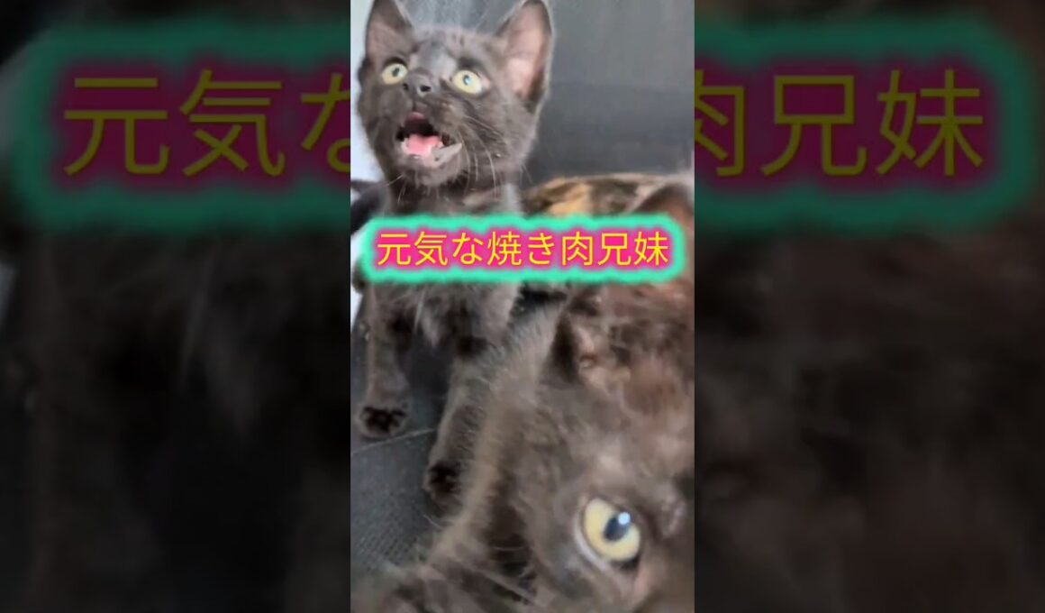 牛舎で産まれた四兄妹、卒業です！＃shorts #子猫