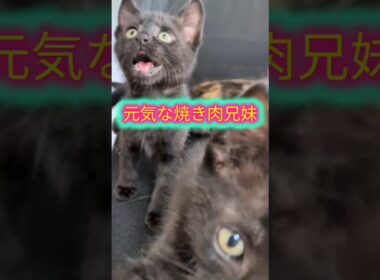 牛舎で産まれた四兄妹、卒業です！＃shorts #子猫