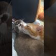 子猫が可愛いすぎて構いすぎな先住猫☺️#子ネコ #cute #shorts #こねこ #子猫