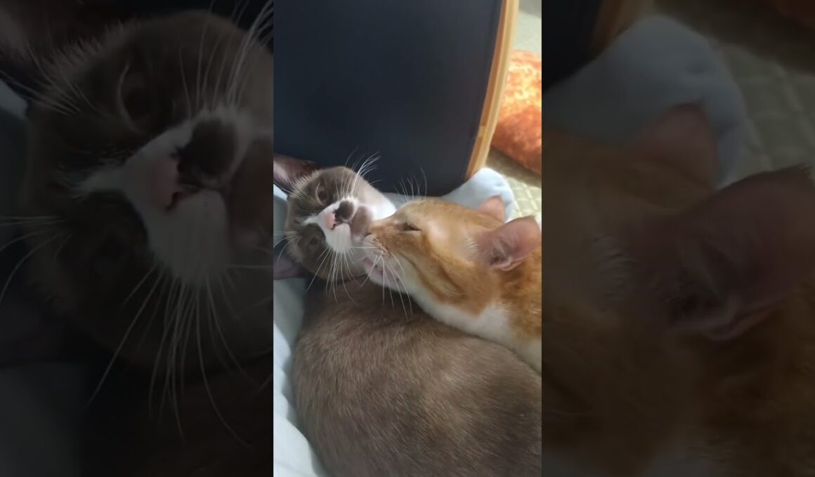 子猫が可愛いすぎて構いすぎな先住猫☺️#子ネコ #cute #shorts #こねこ #子猫
