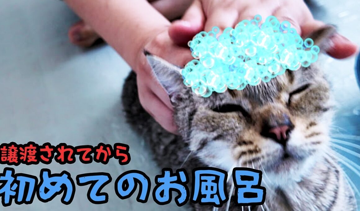 小さい猫さん初めてのお風呂にまさかの反応　#猫