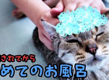 小さい猫さん初めてのお風呂にまさかの反応　#猫