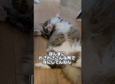 どこでもヘソ天するせら🐱#猫 #メインクーン #無防備
