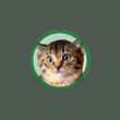 はーちゃんねる【保護猫と暮らす家】 がライブ配信中！