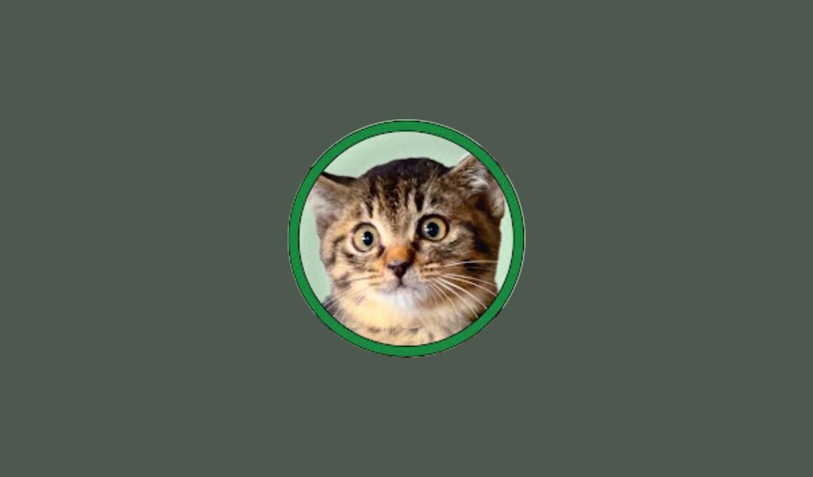 はーちゃんねる【保護猫と暮らす家】 がライブ配信中！