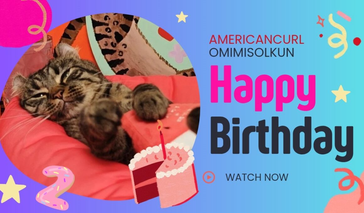 【アメリカンカール】ソルくんお誕生日