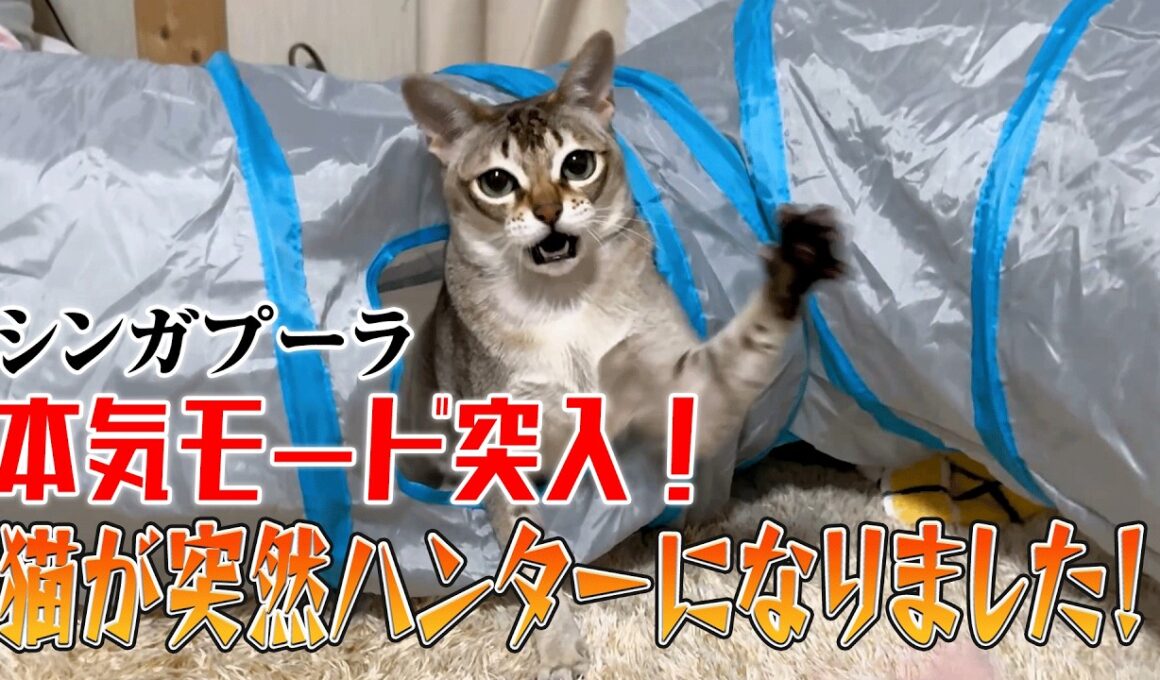 【シンガプーラ】本気モード突入！    可愛い猫が突然”ハンターの顔”になりました！