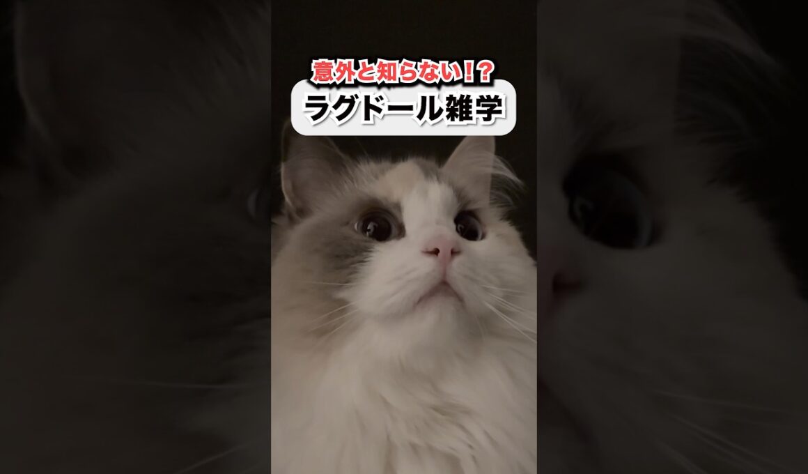ラグドール雑学#shorts #猫 #cat #ラグドール