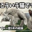 ロシアンブルーって実際こういう猫です