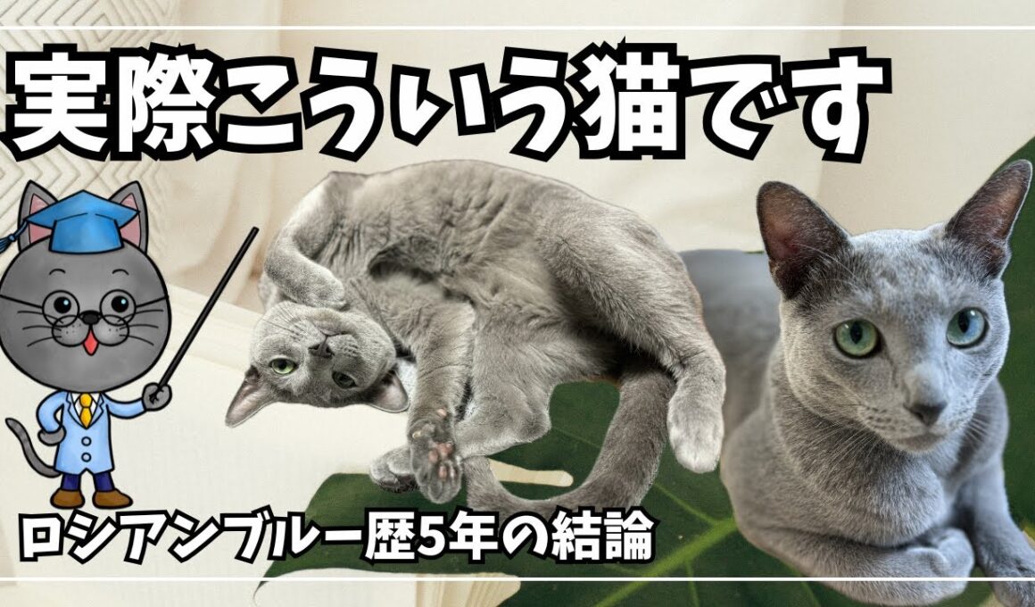 ロシアンブルーって実際こういう猫です