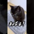 ルーの梅雨の過ごし方⑤／2026.06.19