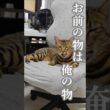 ジャイアン猫、現る。｜トイガー&ラグドール　#トイガー #ラグドール #catshorts　#猫のいる暮らし #catfunny #大型猫