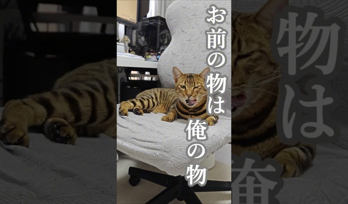 ジャイアン猫、現る。｜トイガー&ラグドール　#トイガー #ラグドール #catshorts　#猫のいる暮らし #catfunny #大型猫