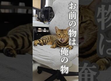 ジャイアン猫、現る。｜トイガー&ラグドール　#トイガー #ラグドール #catshorts　#猫のいる暮らし #catfunny #大型猫