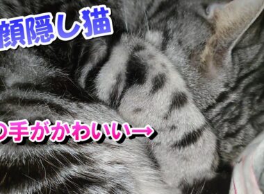 お顔隠す猫がかわいいのですよ（アメリカンショートヘア）